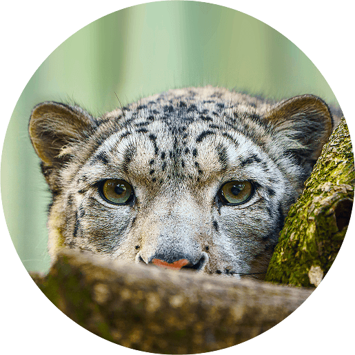 A Rare Predator